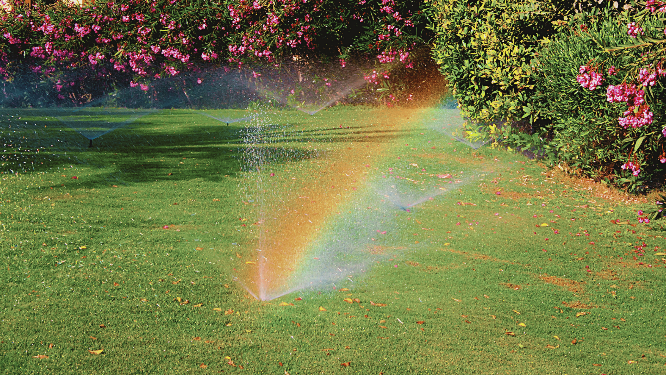 A colorful rainbow effect created by a lawn sprinkler system in a lush, green garden with blooming pink flowers.